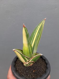 Sansevieria Samurai Salaf Variegated, real gallery image #7 plants. Picture taken directly from kaktus.id community Sansevieria farmer green houses.