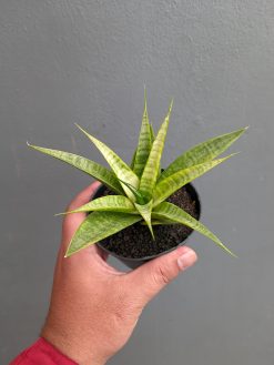 Sansevieria Blue Ice, real gallery image #2 plants. Picture taken directly from kaktus.id community Sansevieria farmer green houses.