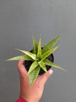 Sansevieria Blue Ice, real gallery image #11 plants. Picture taken directly from kaktus.id community Sansevieria farmer green houses.