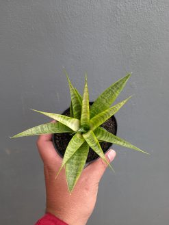 Sansevieria Blue Ice, real gallery image #12 plants. Picture taken directly from kaktus.id community Sansevieria farmer green houses.