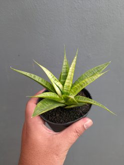 Sansevieria Blue Ice, real gallery image #3 plants. Picture taken directly from kaktus.id community Sansevieria farmer green houses.