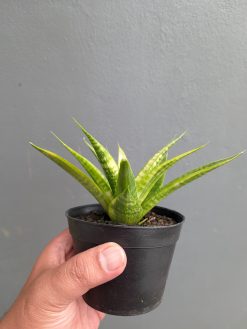 Sansevieria Blue Ice, real gallery image #4 plants. Picture taken directly from kaktus.id community Sansevieria farmer green houses.