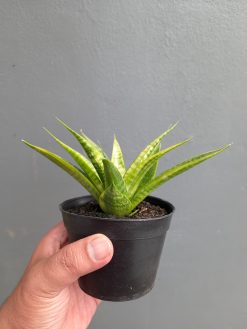 Sansevieria Blue Ice, real gallery image #5 plants. Picture taken directly from kaktus.id community Sansevieria farmer green houses.