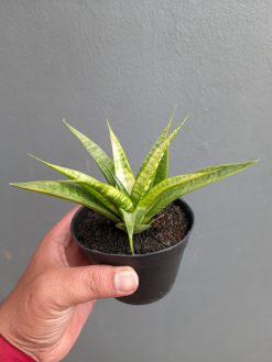 Sansevieria Blue Ice, real gallery image #6 plants. Picture taken directly from kaktus.id community Sansevieria farmer green houses.
