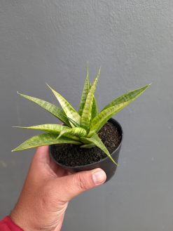Sansevieria Blue Ice, real gallery image #7 plants. Picture taken directly from kaktus.id community Sansevieria farmer green houses.