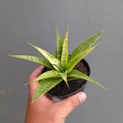 Sansevieria Blue Ice, real gallery image #8 plants. Picture taken directly from kaktus.id community Sansevieria farmer green houses.