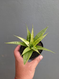 Sansevieria Blue Ice, real gallery image #9 plants. Picture taken directly from kaktus.id community Sansevieria farmer green houses.