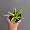 Sansevieria Blue Ice, real feature image plant. Picture taken directly from kaktus.id community Sansevieria farmer green houses.