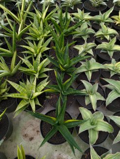 Sansevieria Black Makayla Variegated, real gallery image #1 plants. Picture taken directly from kaktus.id community Sansevieria farmer green houses.