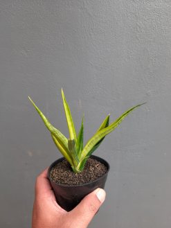 Sansevieria Black Makayla Variegated, real gallery image #16 plants. Picture taken directly from kaktus.id community Sansevieria farmer green houses.
