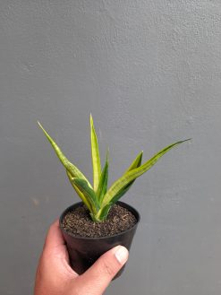 Sansevieria Black Makayla Variegated, real gallery image #17 plants. Picture taken directly from kaktus.id community Sansevieria farmer green houses.