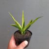 Sansevieria Black Makayla Variegated, real feature image plant. Picture taken directly from kaktus.id community Sansevieria farmer green houses.