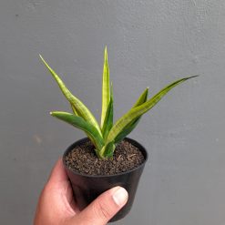 Sansevieria Black Makayla Variegated, real feature image plant. Picture taken directly from kaktus.id community Sansevieria farmer green houses.
