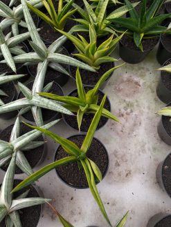 Sansevieria Black Makayla Variegated, real gallery image #2 plants. Picture taken directly from kaktus.id community Sansevieria farmer green houses.