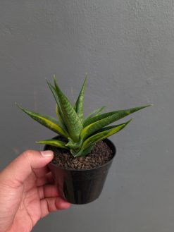 Sansevieria Black Makayla Variegated, real gallery image #12 plants. Picture taken directly from kaktus.id community Sansevieria farmer green houses.