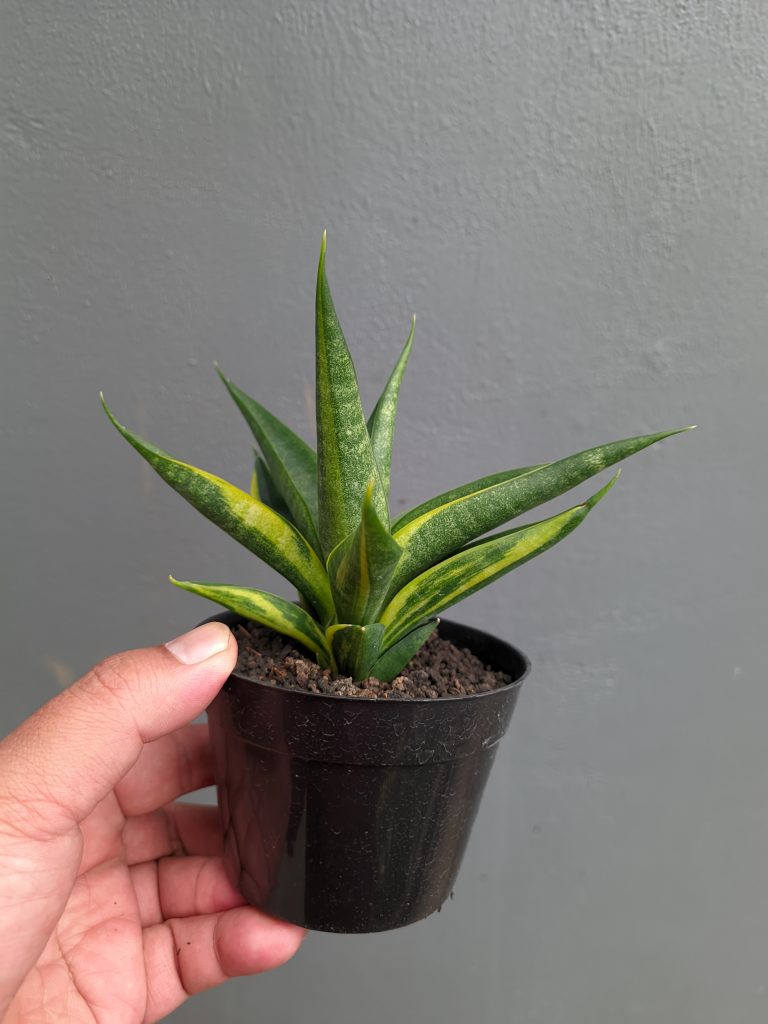 kaktus.id