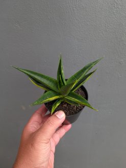 Sansevieria Black Makayla Variegated, real gallery image #6 plants. Picture taken directly from kaktus.id community Sansevieria farmer green houses.