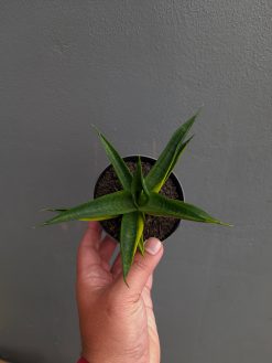 Sansevieria Black Makayla Variegated, real gallery image #4 plants. Picture taken directly from kaktus.id community Sansevieria farmer green houses.