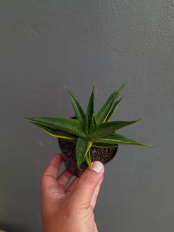 Sansevieria Black Makayla Variegated, real gallery image #8 plants. Picture taken directly from kaktus.id community Sansevieria farmer green houses.