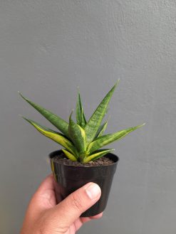 Sansevieria Black Makayla Variegated, real gallery image #18 plants. Picture taken directly from kaktus.id community Sansevieria farmer green houses.