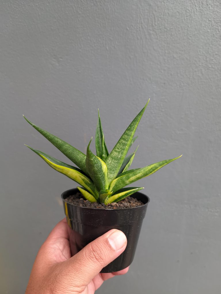 kaktus.id