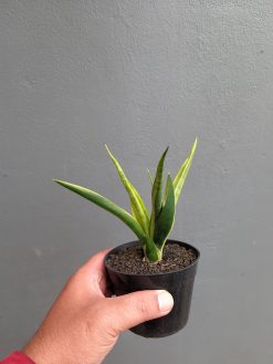 Sansevieria Black Makayla Variegated, real gallery image #3 plants. Picture taken directly from kaktus.id community Sansevieria farmer green houses.