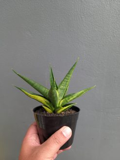 Sansevieria Black Makayla Variegated, real gallery image #19 plants. Picture taken directly from kaktus.id community Sansevieria farmer green houses.
