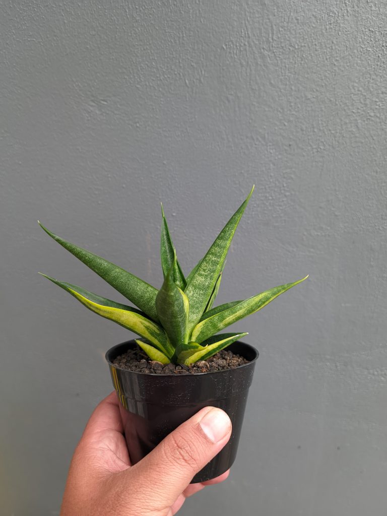 kaktus.id