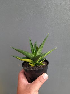 Sansevieria Black Makayla Variegated, real gallery image #20 plants. Picture taken directly from kaktus.id community Sansevieria farmer green houses.