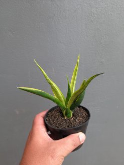 Sansevieria Black Makayla Variegated, real gallery image #5 plants. Picture taken directly from kaktus.id community Sansevieria farmer green houses.