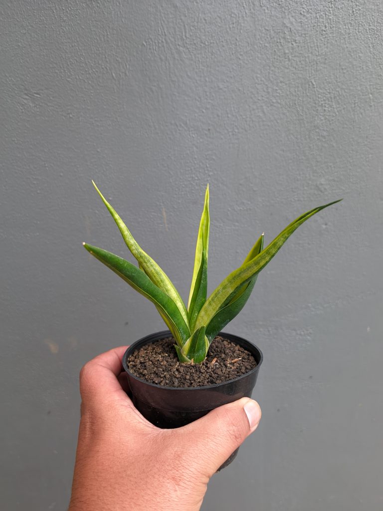 kaktus.id