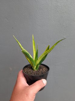 Sansevieria Black Makayla Variegated, real gallery image #9 plants. Picture taken directly from kaktus.id community Sansevieria farmer green houses.