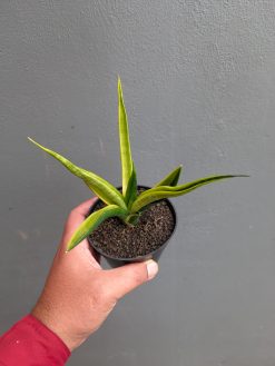 Sansevieria Black Makayla Variegated, real gallery image #11 plants. Picture taken directly from kaktus.id community Sansevieria farmer green houses.