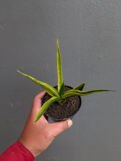 Sansevieria Black Makayla Variegated, real gallery image #13 plants. Picture taken directly from kaktus.id community Sansevieria farmer green houses.