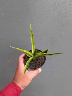 Sansevieria Black Makayla Variegated, real gallery image #14 plants. Picture taken directly from kaktus.id community Sansevieria farmer green houses.