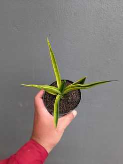 Sansevieria Black Makayla Variegated, real gallery image #15 plants. Picture taken directly from kaktus.id community Sansevieria farmer green houses.