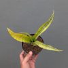 Sansevieria Nalika Variegated, real feature image plant. Picture taken directly from kaktus.id community Sansevieria farmer green houses.