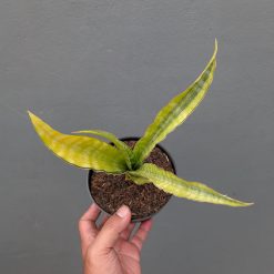 Sansevieria Nalika Variegated, real feature image plant. Picture taken directly from kaktus.id community Sansevieria farmer green houses.