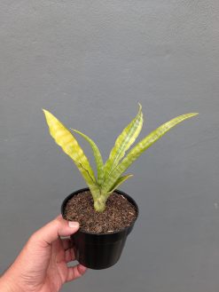 Sansevieria Nalika Variegated, real gallery image #1 plants. Picture taken directly from kaktus.id community Sansevieria farmer green houses.