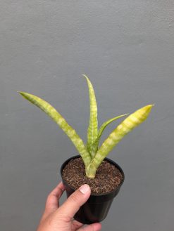 Sansevieria Nalika Variegated, real gallery image #2 plants. Picture taken directly from kaktus.id community Sansevieria farmer green houses.