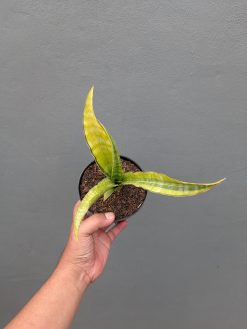 Sansevieria Nalika Variegated, real gallery image #3 plants. Picture taken directly from kaktus.id community Sansevieria farmer green houses.