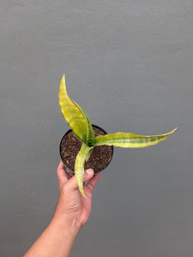 kaktus.id