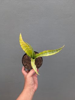 Sansevieria Nalika Variegated, real gallery image #5 plants. Picture taken directly from kaktus.id community Sansevieria farmer green houses.