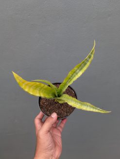Sansevieria Nalika Variegated, real gallery image #6 plants. Picture taken directly from kaktus.id community Sansevieria farmer green houses.