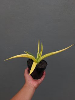 Sansevieria Bandipur Variegated, real gallery image #2 plants. Picture taken directly from kaktus.id community Sansevieria farmer green houses.