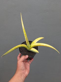 Sansevieria Bandipur Variegated, real gallery image #11 plants. Picture taken directly from kaktus.id community Sansevieria farmer green houses.