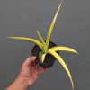 Sansevieria Bandipur Variegated, real feature image plant. Picture taken directly from kaktus.id community Sansevieria farmer green houses.