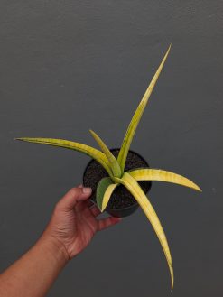 Sansevieria Bandipur Variegated, real gallery image #13 plants. Picture taken directly from kaktus.id community Sansevieria farmer green houses.