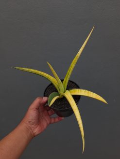 Sansevieria Bandipur Variegated, real gallery image #14 plants. Picture taken directly from kaktus.id community Sansevieria farmer green houses.