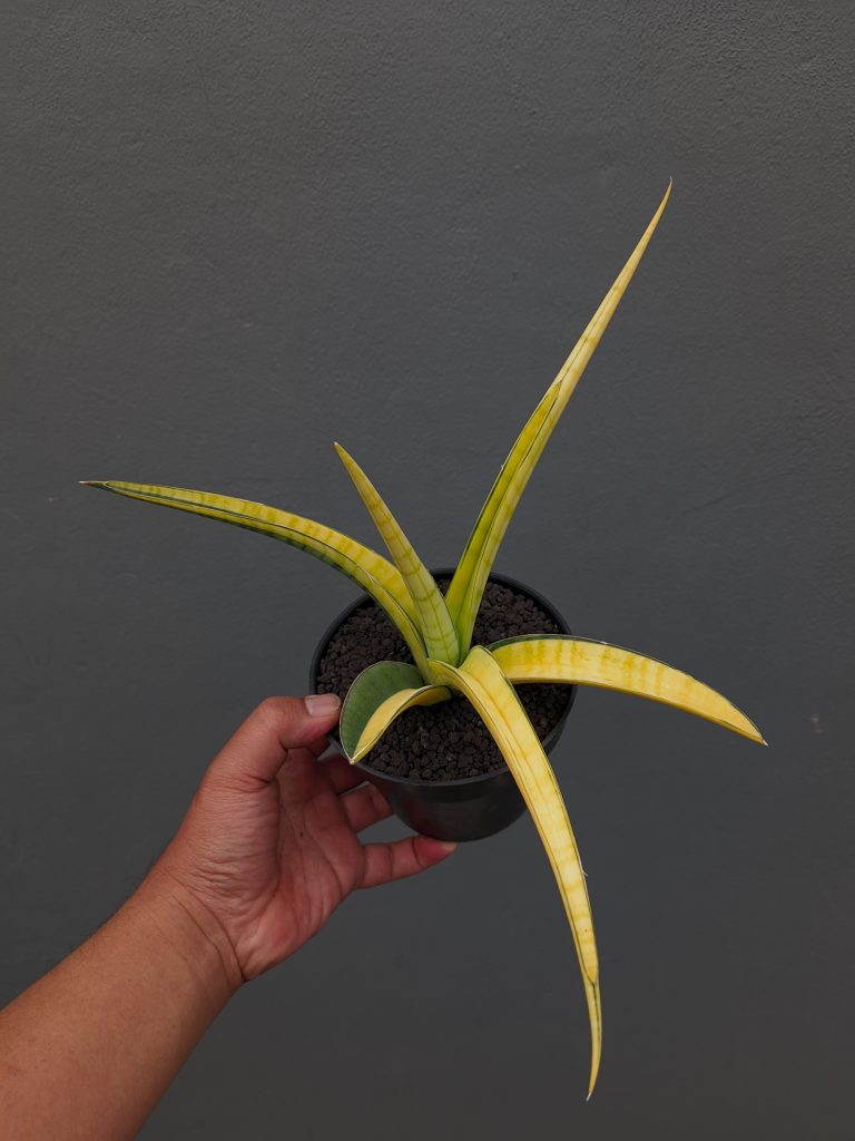 kaktus.id